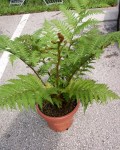cyathea_cooperi