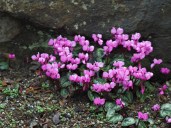 cyclamen_coum