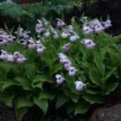 cypripedium-ulla-silkens_0