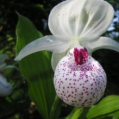 cypripedium_reginae_x_flavum__0