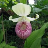 cypripedium_ulla_silkens_cipripedium_bashmachok_ulla_silkens