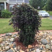 d0940bfe40a51816b5b639af1c85eebf-landscaping-ideas-backyard-ideas