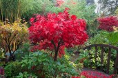 d78c6a3aa1cc9828488aa3e51d2d7eb0--acer-palmatum-fiery-red