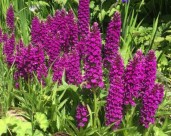 dactylorhiza-foliosa-ms2Main