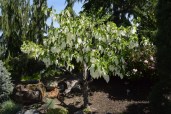davidia-involucrata-dove-tree-sonoma-041816-104
