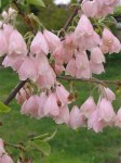 dda95630be845b1446ef853b412770b5--pink-flowers-flowers-garden