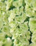 delphinium-morning-sunrise