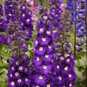 delphinium-purple-passion-novinka