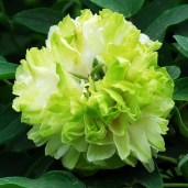 derevovidna-pivoniya-green-jade-lu-mu-ying-yu-61920439264845