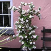 deutzia-hybrida-mont-rose-deciduous-shrub-p283-28328_image