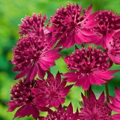 df73c0aceb6a4da8b836711153b99256-astrantia-major-flower-gardening