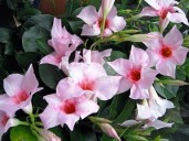 dipladeniya-uxod-v-domashnix-usloviyax