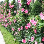 dipladeniya_pink_mandevilla_dipladeniya_rozovaya_mandevilla