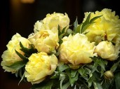 duchesse-de-lorraine-itoh-peony5