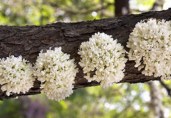 eastern-redbud-tree-blooming-eastern-redbud-tree-in-the-park-stock-photography_csp0296500