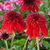echinacea-purpurea-eccentric-ehinaceya-eccentric