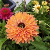 echinacea-purpurea-sunseekers-rainbow-purpursolhat