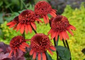 echinacea_purpurea_sinnamon_cupcake_-_ehinaceya_sinnamon_cupcake_0