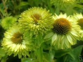 ekhinatseya-sunseekers-apple-green-65177592591467