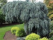 el.pendula