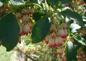 enkianthus-campanulatus-flower