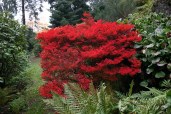 enkianthus-perulatus