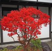 enkianthus_cer_rubens6_big