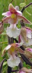 epipactis_palustris_marsh_helleborine_close