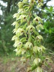 epipapapillosa