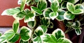 euonymus-emerald-gaiety-a765