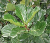 ficus-lyrata-big