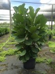 ficus-lyrata-fiddle-leaf-fig-ficus-pandurata-1000410839-1404840180