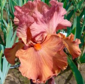 flame-amber-web-lg