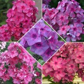 floks-metelchatyy-anna-karenina-35sm-zks-v-konteynere_7f0d359e193f49b_500x500