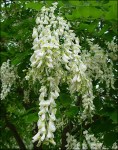 g06800yellowwood03