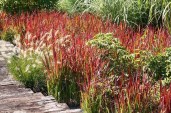 garden-blood-grass