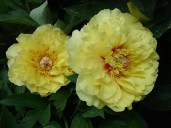 gardentreasure4