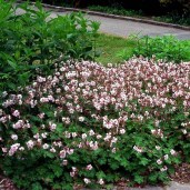 geranium_cantabrigiense_biokovo__2_kopier
