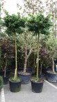 ginkgo-biloba-mariken