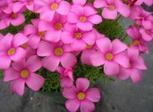 glabra3-363x269