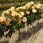 goldelsest-mme_720x600