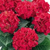 gortenzia-krupnolistnaa-hot-red