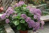 gortenziya-foto-i-nazvaniya-Hydrangea_macrophylla_Ayesha