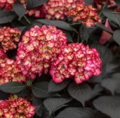 gortenziya-lemonlight-gardenlight-02-500x5005