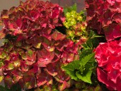gortenziya-lemonlight-gardenlight-02-500x500