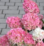 gortenziya-volotysta-mezhdzhikal-ands-pc20-c75-81451