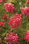grevillea-a-feuilles-de-genevrier-746692-2