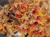 hamamelis-vernalis_quasimodo_001_4x3