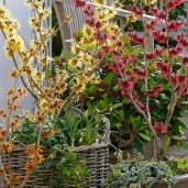 hamamelis_witch_hazel_collection_close