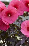 hibiscus-moscheutos-pink-chocolate